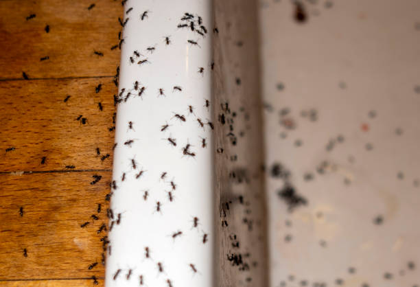 Best Mosquito Control Services  in Leavittsburg, OH